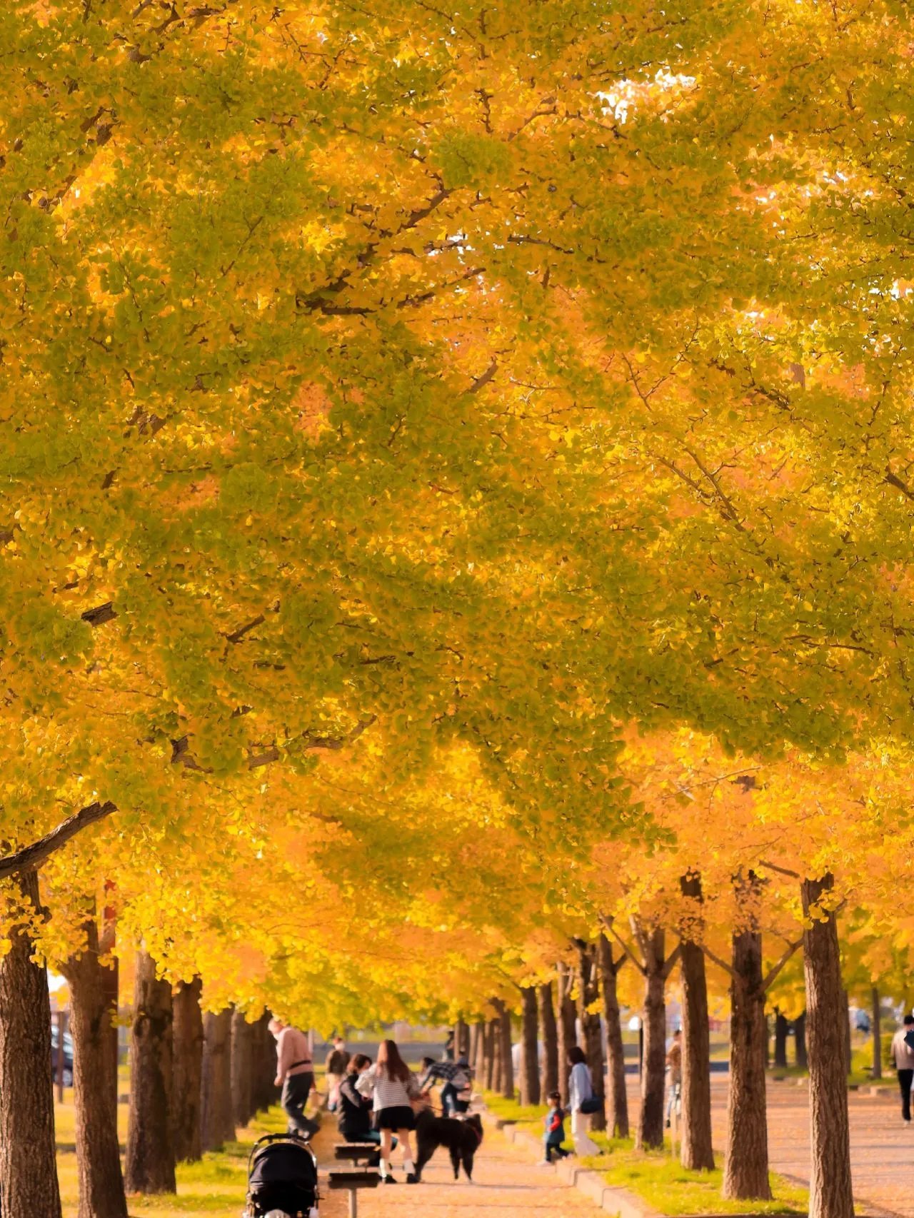 🏞️ 카조 하나사키 공원 이미지 7